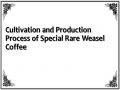 Cultivation and Production Process of Special Rare Weasel Coffee