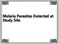 Malaria Parasites Detected at Study Site