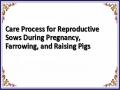 Care Process for Reproductive Sows During Pregnancy, Farrowing, and Raising Pigs