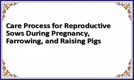 Care Process for Reproductive Sows During Pregnancy, Farrowing, and Raising Pigs