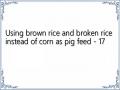 Using brown rice and broken rice instead of corn as pig feed - 17