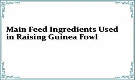 Main Feed Ingredients Used in Raising Guinea Fowl