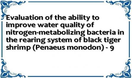 Evaluation of the ability to improve water quality of nitrogen-metabolizing bacteria in the rearing system of black tiger shrimp (Penaeus monodon) - 9