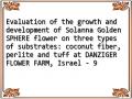 Evaluation of the growth and development of Solanna Golden SPHERE flower on three types of substrates: coconut fiber, perlite and tuff at DANZIGER FLOWER FARM, Israel - 9