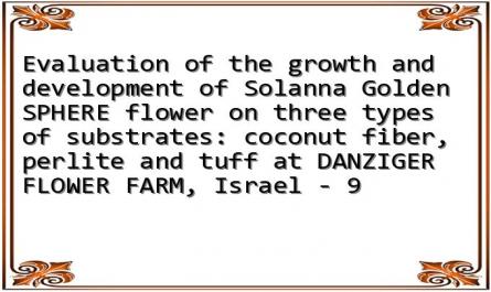Evaluation of the growth and development of Solanna Golden SPHERE flower on three types of substrates: coconut fiber, perlite and tuff at DANZIGER FLOWER FARM, Israel - 9