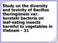 Study on the diversity and toxicity of Bacillus thuringiensis var. kurstaki bacteria on leaf-eating insects harmful to vegetables in Vietnam - 31