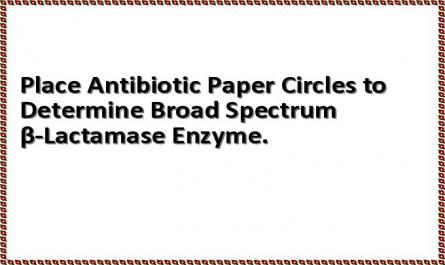 Place Antibiotic Paper Circles to Determine Broad Spectrum β-Lactamase Enzyme.