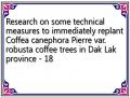 Research on some technical measures to immediately replant Coffea canephora Pierre var. robusta coffee trees in Dak Lak province - 18
