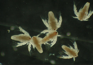 Hình 3 2 Artemia giai đoạn Instar I 3 2 5 Phương pháp bố trí thí nghiệm 3 2 5 1 1