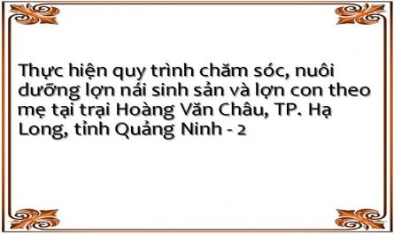 Thực hiện quy trình chăm sóc, nuôi dưỡng lợn nái sinh sản và lợn con theo mẹ tại trại Hoàng Văn Châu, TP. Hạ Long, tỉnh Quảng Ninh - 2