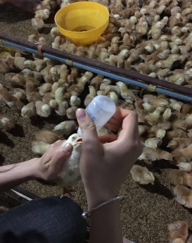   Ảnh 1 Nhỏ vắc xin LivaCox cho gà Ảnh 2 Úm gà   Ảnh 3 Gà 15 ngày tuổi Ảnh 1