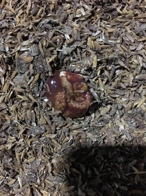 Ảnh 9 Gà mắc bệnh cầu trùng Ảnh 10 Phân gà lẫn máu   Ảnh 11 Lỗ huyệt 10