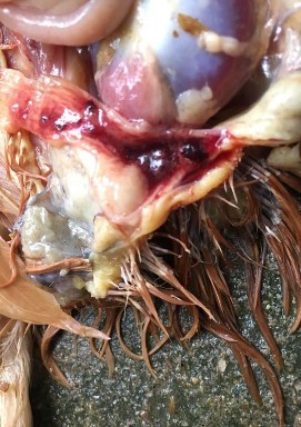   Ảnh 11 Lỗ huyệt dính máu Ảnh 12 Bệnh cầu trùng manh tràng   Ảnh 13 Vắc 11