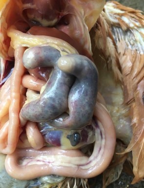 Ảnh 11 Lỗ huyệt dính máu Ảnh 12 Bệnh cầu trùng manh tràng   Ảnh 13 Vắc xin 12