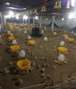 Ảnh 1 Nhỏ vắc xin LivaCox cho gà Ảnh 2 Úm gà   Ảnh 3 Gà 15 ngày tuổi Ảnh 4 2