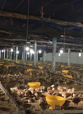   Ảnh 3 Gà 15 ngày tuổi Ảnh 4 Gà truởng thành   Ảnh 5 Chân gà sưng khớp 3