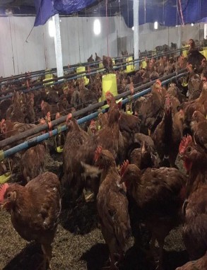 Ảnh 3 Gà 15 ngày tuổi Ảnh 4 Gà truởng thành   Ảnh 5 Chân gà sưng khớp Ảnh 4