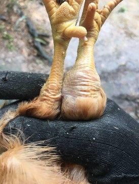   Ảnh 5 Chân gà sưng khớp Ảnh 6 Túi khí mờ đục màng bao tim có lớp nhày 5