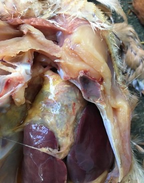 Ảnh 5 Chân gà sưng khớp Ảnh 6 Túi khí mờ đục màng bao tim có lớp nhày 6