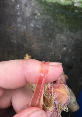   Ảnh 7 Thanh quản gà xung huyết Ảnh 8 Thanh quản gà có đờm   Ảnh 9 Gà 7