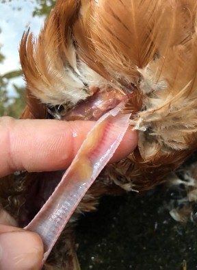 Ảnh 7 Thanh quản gà xung huyết Ảnh 8 Thanh quản gà có đờm   Ảnh 9 Gà mắc 8