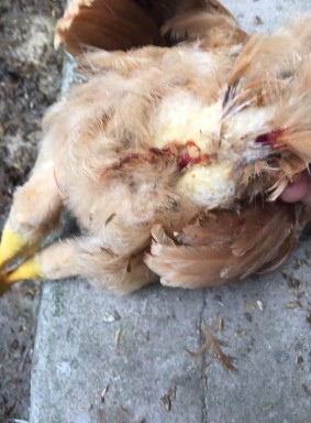   Ảnh 9 Gà mắc bệnh cầu trùng Ảnh 10 Phân gà lẫn máu   Ảnh 11 Lỗ huyệt 9