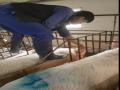 Thực hiện quy trình chăm sóc nuôi dưỡng, phòng và điêu trị bệnh trên lợn nái sinh sản tại trại lợn Thanh Vân - huyện Tam Dương - tỉnh Vĩnh Phúc - 4