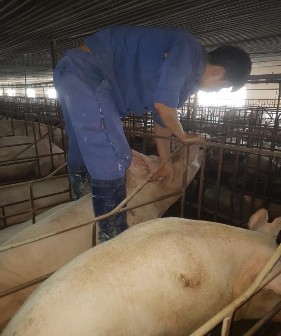 Ảnh 1 2 Tiêm lợn nái Ảnh 3 Đuổi lợn dồn chuồng Ảnh 4 Thẻ lợn nái Ảnh 2