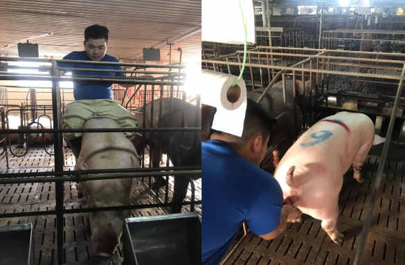 Ảnh 5 Kích thích lợn nái Ảnh 6 Vệ sinh lợn nái Ảnh 7 Lấy tinh lợn đực 3