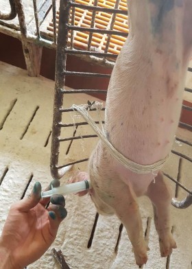   Ảnh 9 Tiêm kháng sinh trước mổ Ảnh 10 Mổ hecni lợn con   Ảnh 11 Lợn con 4