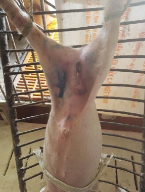 Ảnh 9 Tiêm kháng sinh trước mổ Ảnh 10 Mổ hecni lợn con Ảnh 11 Lợn con bị 5