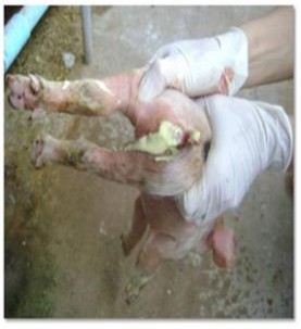   Ảnh 11 Lợn con bị tiêu chảy cấp PED 6