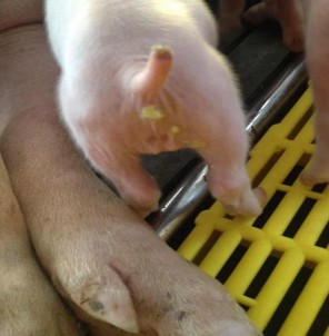 Ảnh 11 Lợn con bị tiêu chảy cấp PED 7