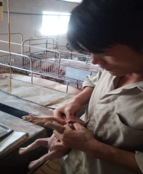 Hình 1 Đỡ đẻ Hình 2 Thiến Hình 3 Cắt Đuôi Hình 4 Lợn chết do tiêu chảy 1