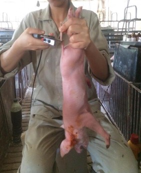 Hình 3 Cắt Đuôi Hình 4 Lợn chết do tiêu chảy 3