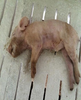 Hình 3 Cắt Đuôi Hình 4 Lợn chết do tiêu chảy 4