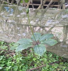 Dưới đây là một số hình ảnh về một số loài cây thuốc ở khu vực nghiên 1