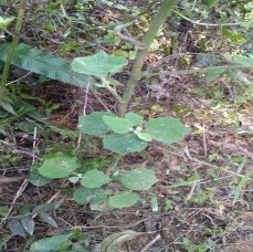 Bảy lá một hoa Paris chinensis Franch Sa nhân Amomum villosum Lour Ké hoa đào Urena 2