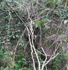 Khoan cân đằng Tinospora sinensis Lour Merr Hình 4 1 Hình ảnh một số loài cây 4