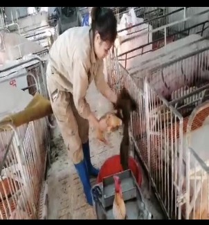 Ảnh 1 Đỡ đẻ cho lợn con Ảnh 2 Cho lợn con uống sữa Ảnh 3 Tra cám lợn mẹ 1