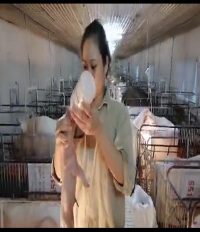 Ảnh 1 Đỡ đẻ cho lợn con Ảnh 2 Cho lợn con uống sữa Ảnh 3 Tra cám lợn mẹ 2