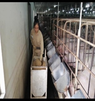 Ảnh 3 Tra cám lợn mẹ Ảnh 4 Rắc vôi hành lang chuồng 3