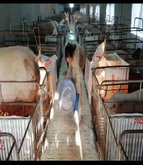 Ảnh 3 Tra cám lợn mẹ Ảnh 4 Rắc vôi hành lang chuồng 4