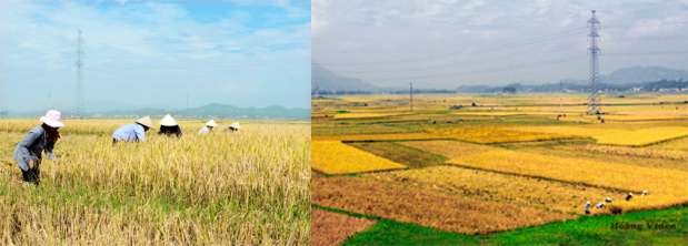 Cánh đồng Phường Ỷ La nhìn từ quốc lộ 2 PH ẦN PHỤ LỤC Các hàng rau hoa 10