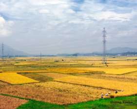 Cánh đồng phường Ỷ La nhìn từ quốc lộ 2 hàng hoá tập trung thâm canh đa 2