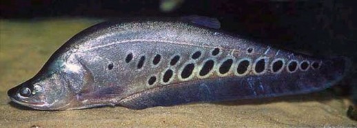 Hình 2 1 Cá Còm hay cá Nàng Hai Thát Lát Còm có hình thái và màu sắc đẹp hình 1