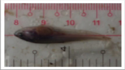 Hình 4 1 Đo chiều dài cá bột bằng thước đo cm ở ngày tuổi thứ 30 4 2 2 Tăng 1