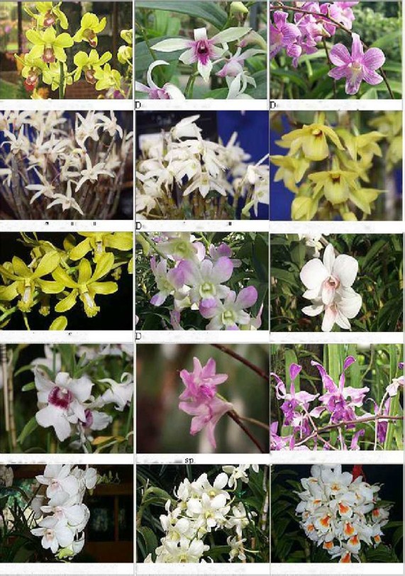 Pv Ịí I Cỵm longibraữteatuĩii Kyomai pym geotingii Eiishakomachi ytt L gũsmgu 2