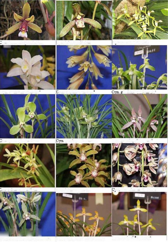 2 2 Các kỹ thuật nhân giống trên cây lan 2 2 1 Giao phấn Như đã nói giao phấn 3