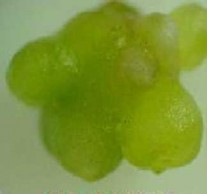 2 5 2 1 Khái niệm m IHIITHI í PHÔI CYMBIĐIUMPHÔI DENDROBIUM Hìn h 2 5 Phôi soma 1